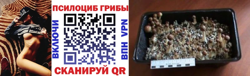 Псилоцибиновые грибы прущие грибы что такое наркотик Бирюч